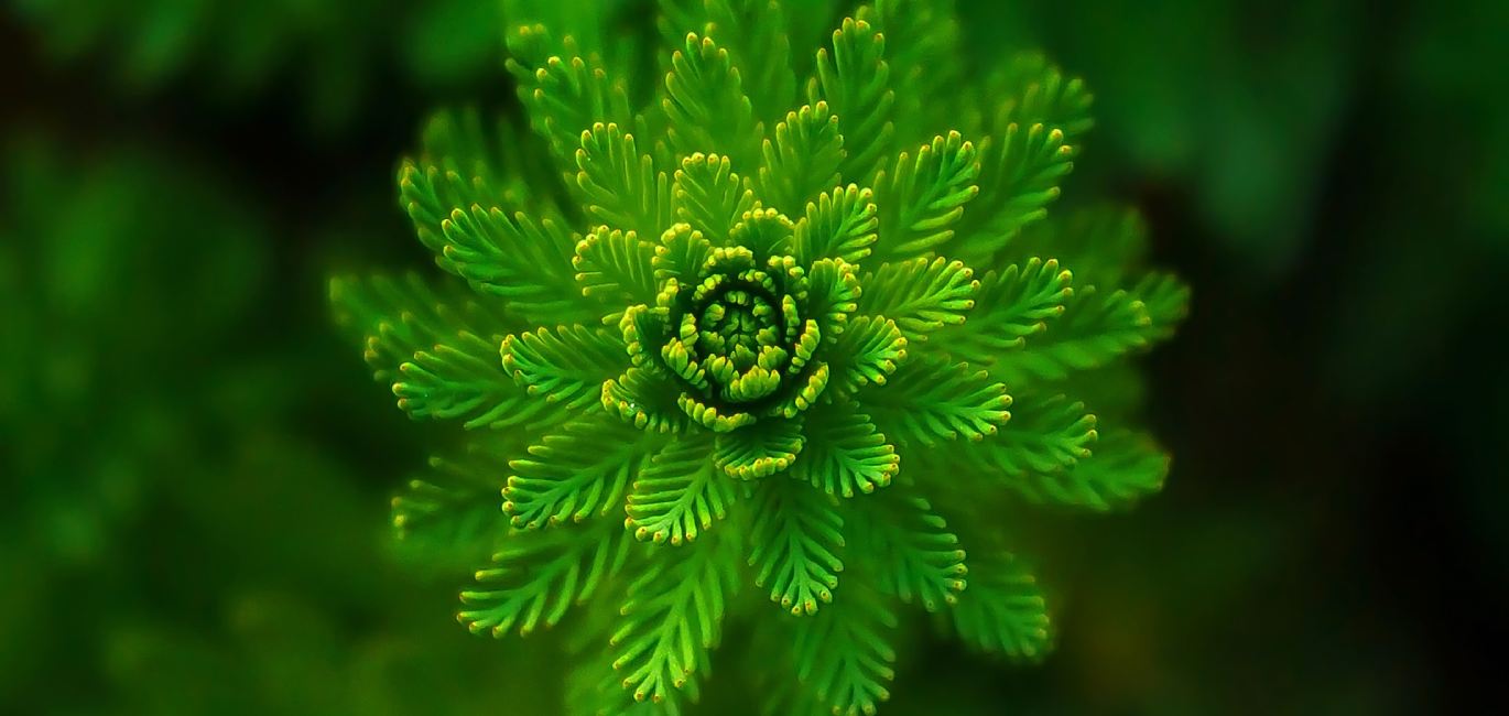 HelpChol ha demostrado que reduce el colesterol